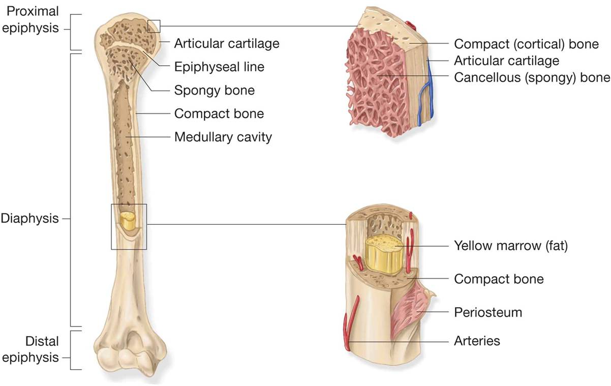 Long bone. Long Bones. Эпифиз кости. Cortical Bone. Long Tubular Bone.